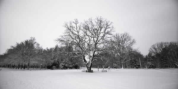 cold, snow, black-and-white, landscape thumbnail