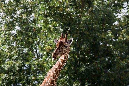 giraffe near green leafed trees thumbnail