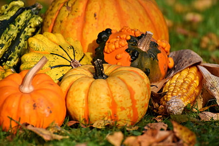 pumpkins on corn on grass thumbnail