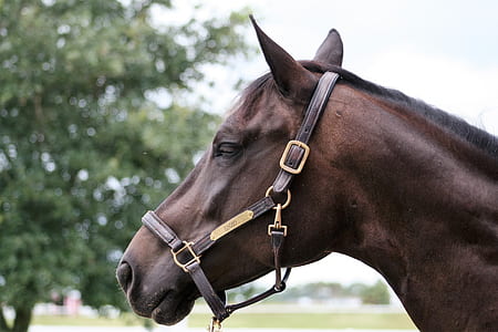 selective focus photography of brown horse thumbnail