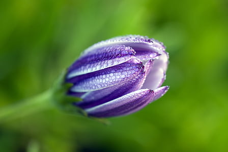 closeup photography of purple tulip flower bud with water droplets thumbnail