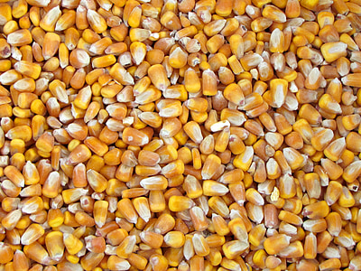 fill the frame photography of corn bits thumbnail
