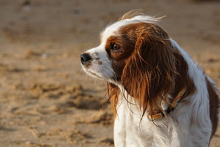 shallow focus photography of brown and white dog thumbnail