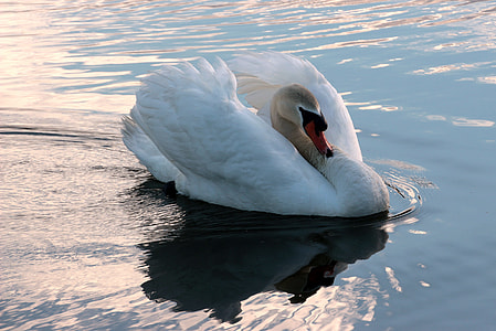 white swan thumbnail