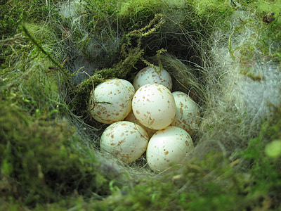 photo fo eggs in nest thumbnail