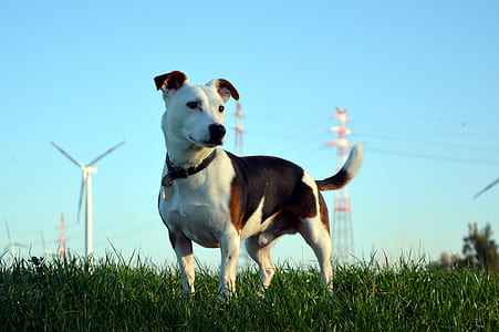 adult white and black Jack terrier thumbnail