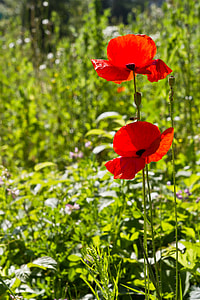 Flower, Poppy thumbnail