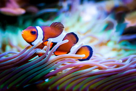 shallow focus photo of clown fish thumbnail
