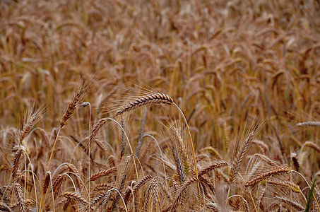 brown wheat grass field thumbnail