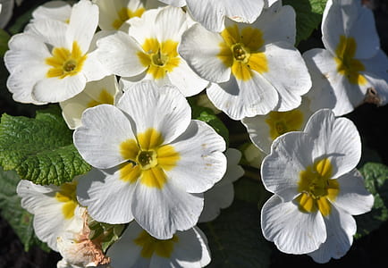 white-and-yellow primroses in close-up photography thumbnail