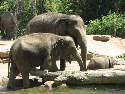 two elephant near trees thumbnail