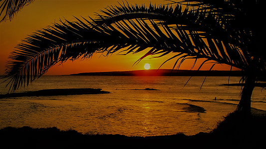 green tree near sea during golden hour thumbnail
