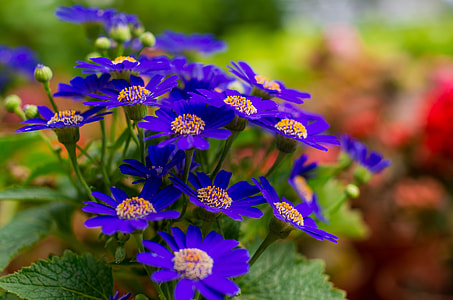 Chrysanthemum Stone, Wild Flowers thumbnail