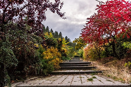 desire road in between trees and plants thumbnail