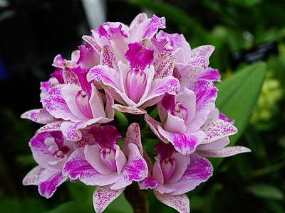close-up photo of pink-and-white rhododendron flowers thumbnail