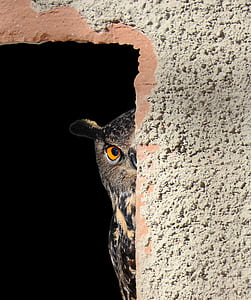 brown owl thumbnail