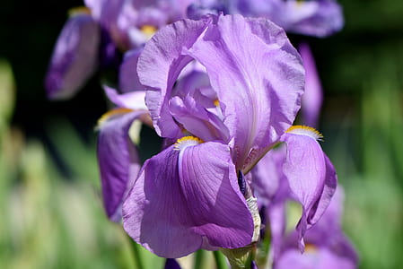 purple petaled flower selective focus photography thumbnail