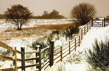 bare tree near fence thumbnail