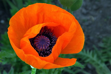 orange petaled flower thumbnail