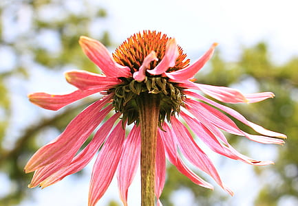 pink coneflower in bloom at daytime thumbnail