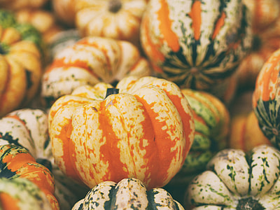 orange and green pumpkins close up photos thumbnail