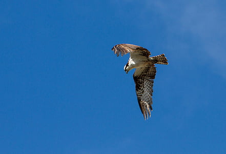 white and brown soaring eagle thumbnail