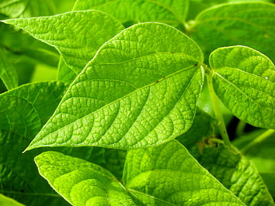 green leaves thumbnail