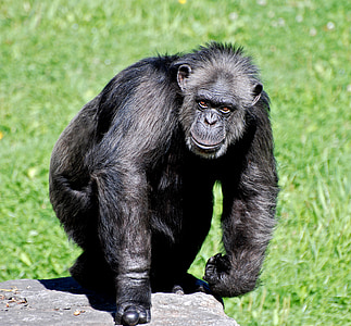 black ape thumbnail