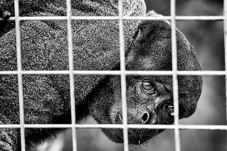 animal, eyes, blur, fur thumbnail