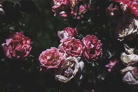 romantic, flowers, garden, petals thumbnail