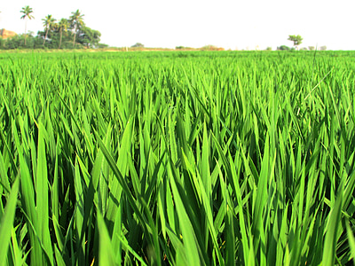 green rice field thumbnail