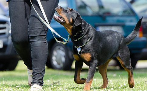 person walking on the green grass field with the Rottweiler dog thumbnail