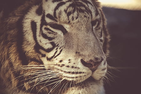 animal, big, fur, dangerous thumbnail