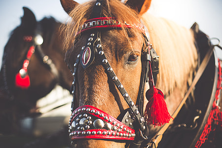 Portrait of a Horse in Harness from Horse-Drawn Carriage thumbnail