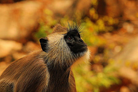 brown monkey thumbnail