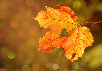 brown maple leaf thumbnail