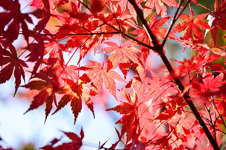 selective focus photography of red maple leaf thumbnail