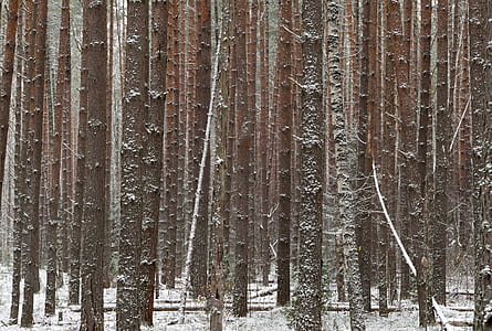 stand of trees during daytime thumbnail