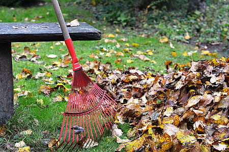 red and brown garden rake leaning beside brown wooden bench and yellow and brown fall leaves at daytime thumbnail