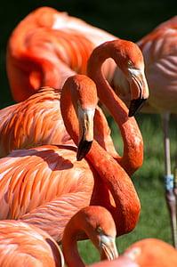 closeup photo of orange flamingos thumbnail