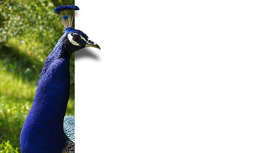 blue peacock thumbnail