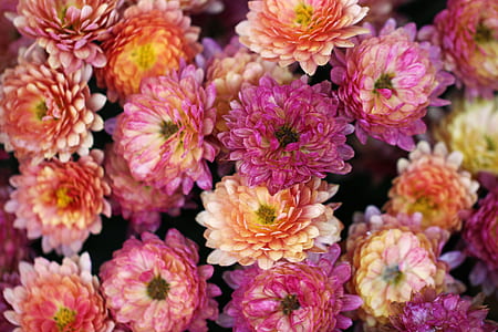 closeup photo of purple petaled flower thumbnail