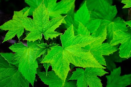 green maple leaf lot thumbnail