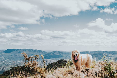 adult golden retriever on mountain cliff thumbnail