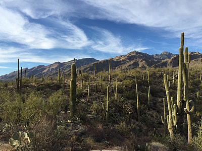 green cactus under cloudy sky thumbnail