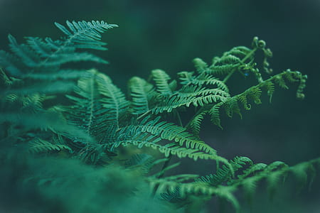 focus photography of green fern plant thumbnail