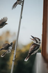 four brown birds perched on metal bar in closeup photography thumbnail