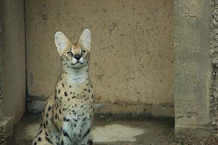 feline sitting beside concrete wall thumbnail