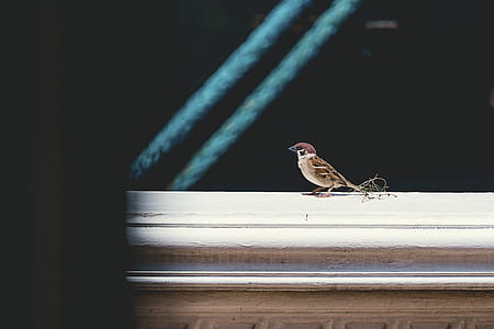 Selective Focus Photography Of Brown Bird thumbnail