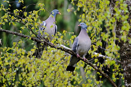 two gray birds perch on tree branch thumbnail